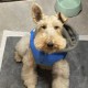 Cookie_the_dog